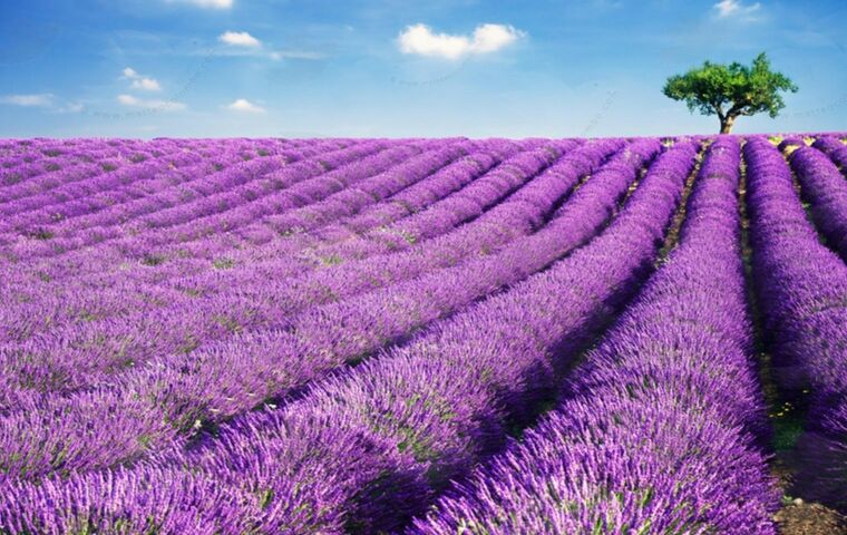 Lavanta - Işıklı Gölü - Salda Gölü Turu