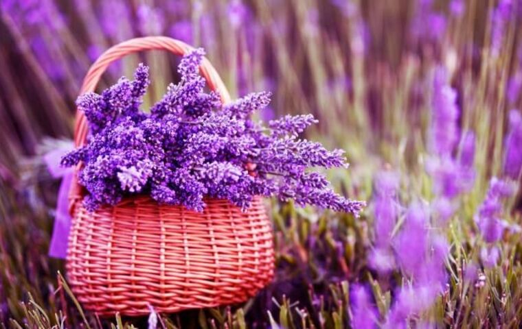 Lavanta - Işıklı Gölü - Salda Gölü Turu