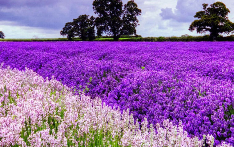 Lavanta - Işıklı Gölü - Salda Gölü Turu