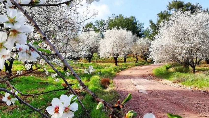 DATÇA BADEM ÇİÇEĞİ FESTİVALİ