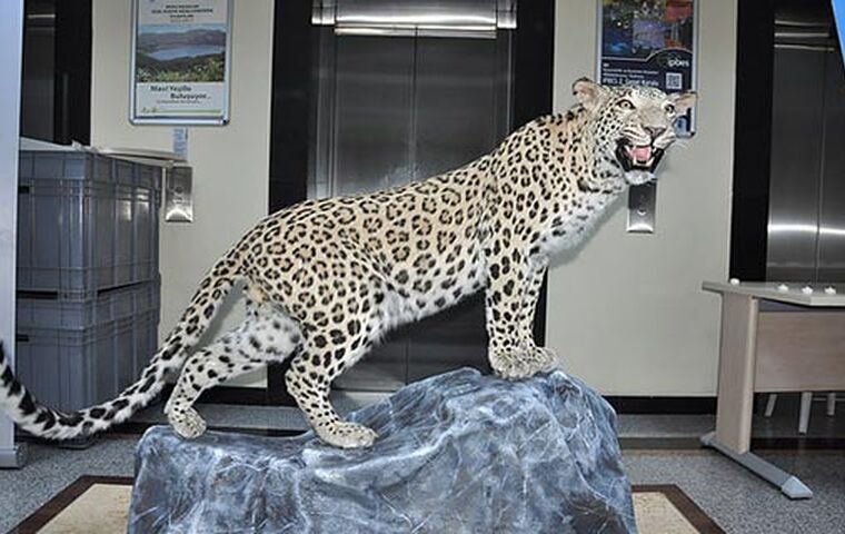 İzmir Çıkışlı Eski Doğanbey Karina Şirince Turu