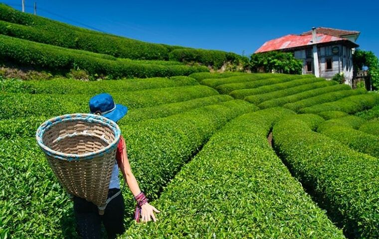 YAYLA YAYLA ÖZEL KARADENİZ TURU FC