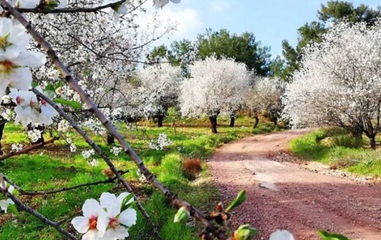 DATÇA BADEM ÇİÇEĞİ FESTİVALİ